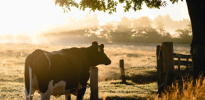 Data-driven agriculture: the value potential of data for dairy farmers